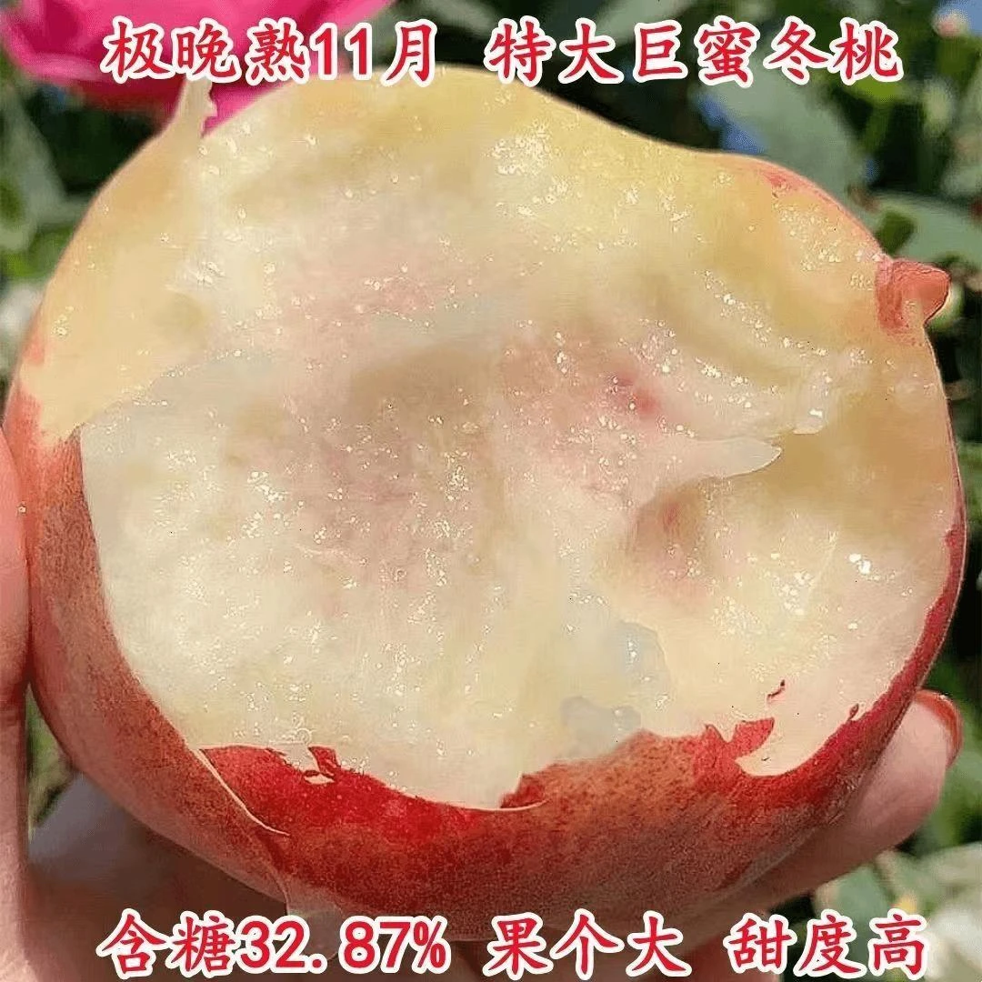 晚熟特大冬巨密冬桃冬桃嫁接桃树苗新品种盆栽地栽当年结果 桃树