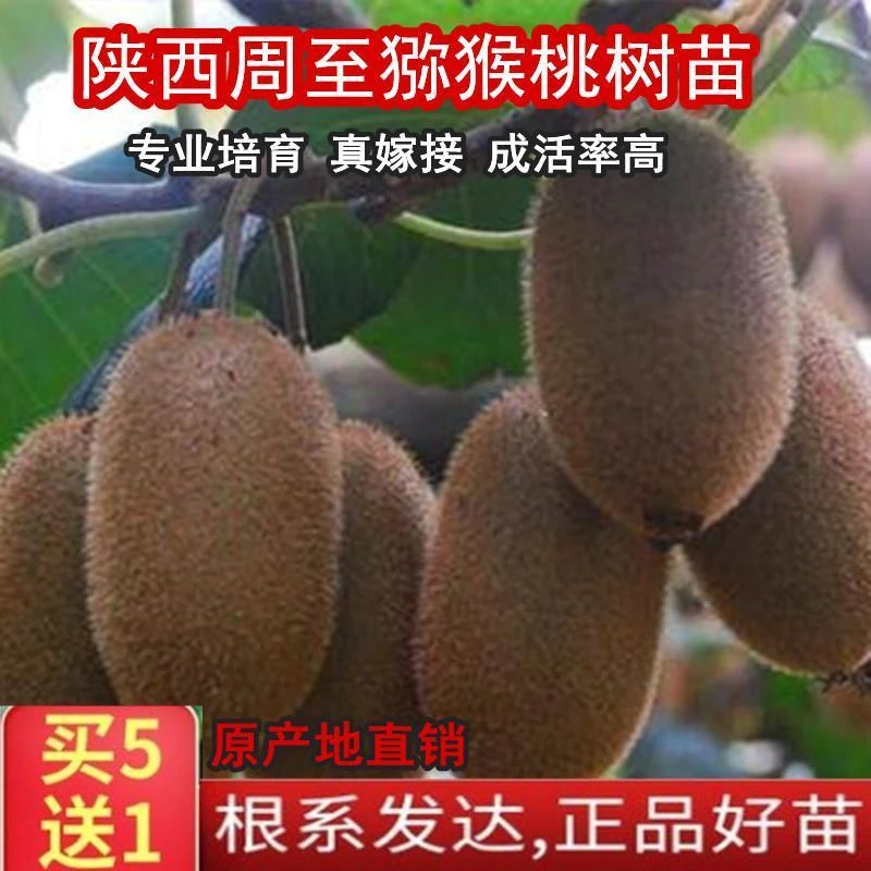 现挖陕西周至树苗桃苗徐香翠香嫁接苗奇异果苗泥弥胡猴猕猴桃