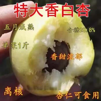 香白杏树苗河北香白杏树苗耐寒杏树苗杏树果苗南北方种植当年结果