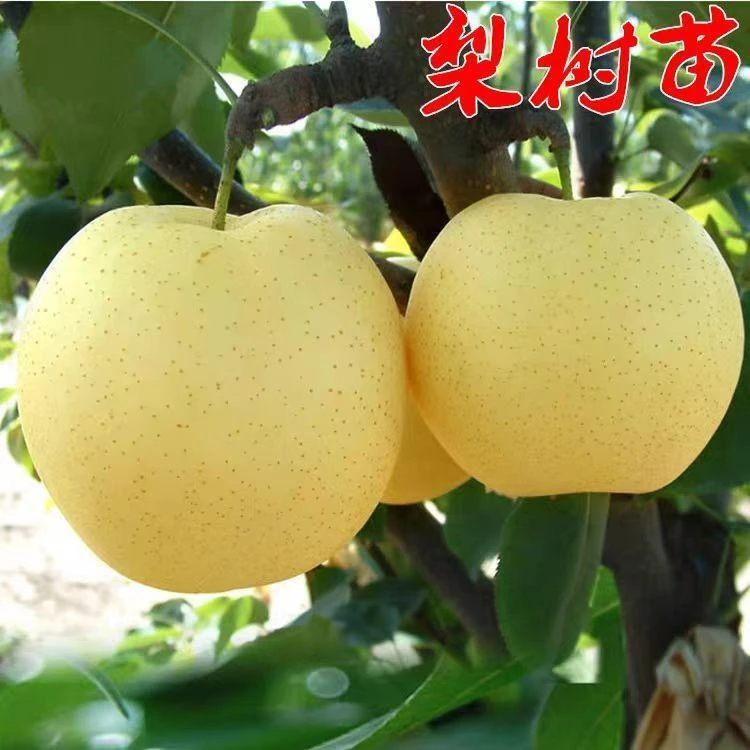 砀山梨树苗嫁接苗特大果树苗盆栽地栽南方北方都可种植