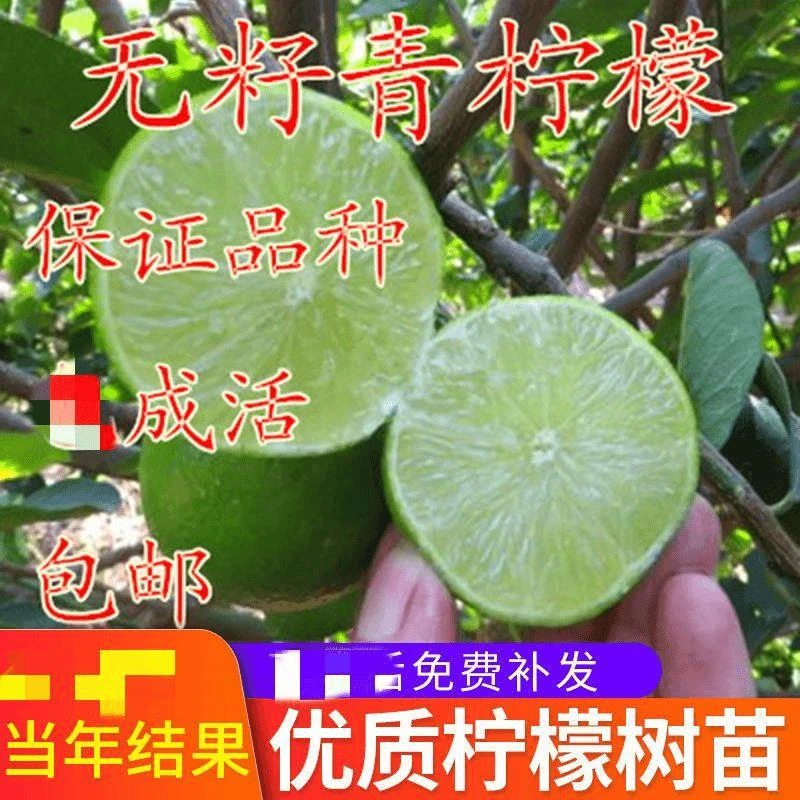 青柠檬苗四季结果 柠檬树苗 台湾无籽青柠檬嫁接苗香水柠檬当年结