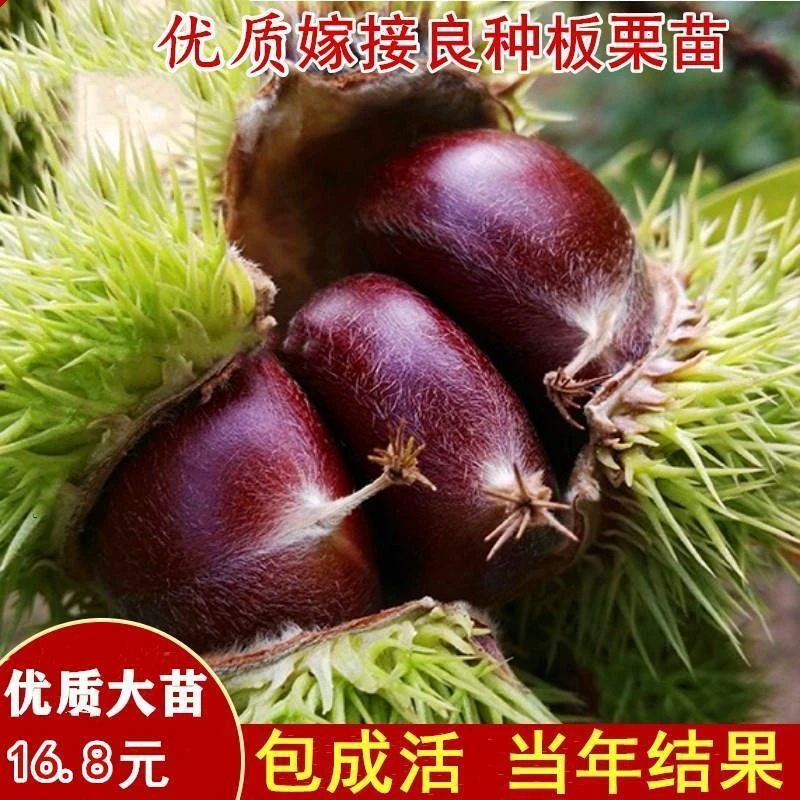 板栗树果苗嫁接特大高产栗子树苗板栗苗当年结果南北方种植板栗苗