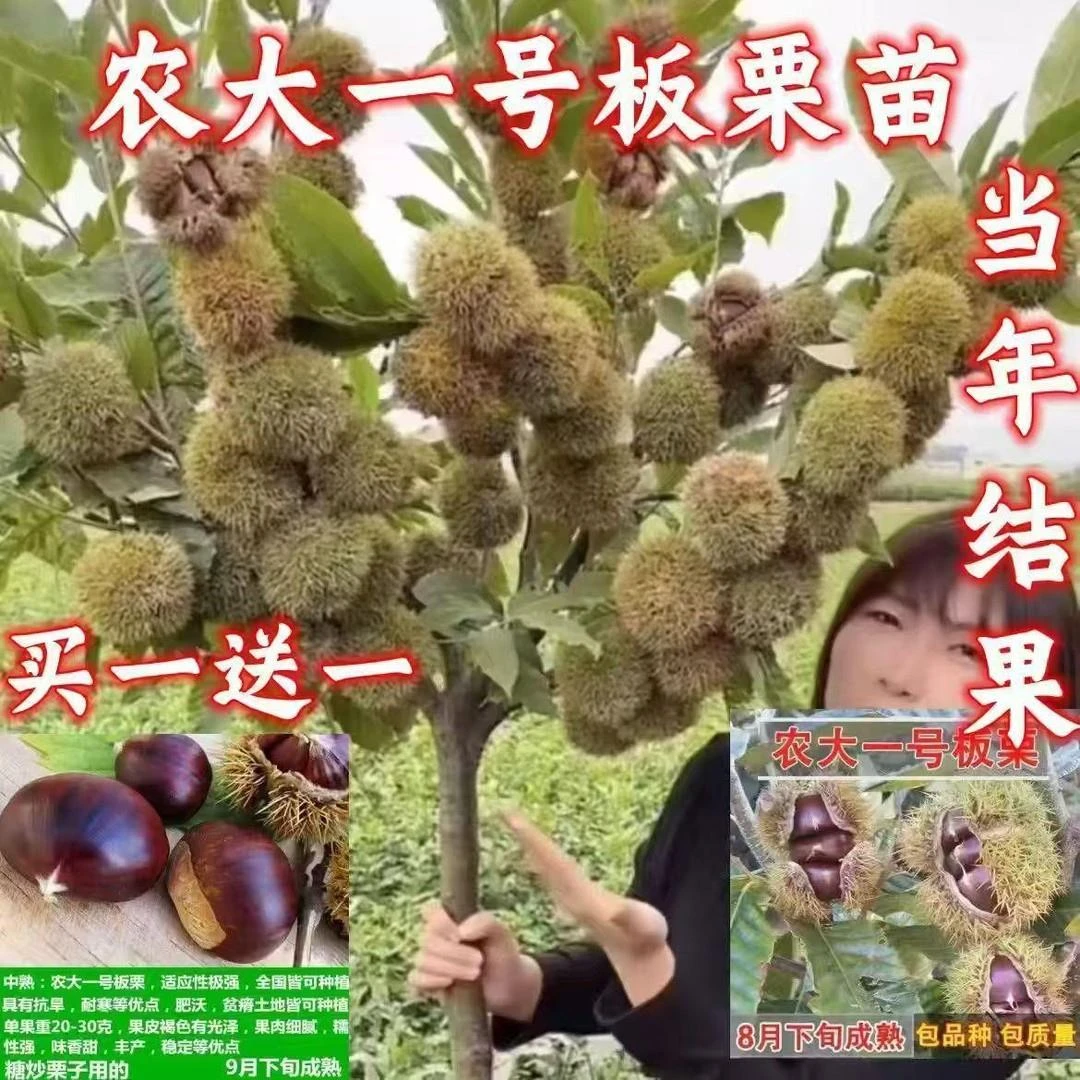 农大一号嫁接板栗苗八月成熟大果高产耐寒抗旱品种南北方种植