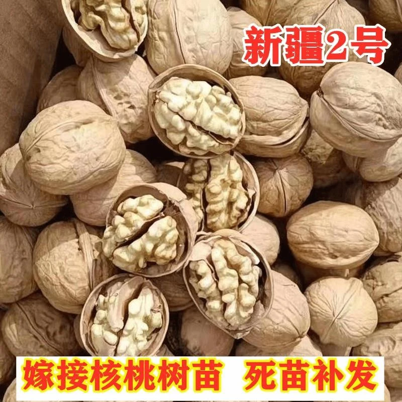 核桃树果苗新疆2号纸皮薄壳核桃树苗薄皮核桃苗南方北方庭院地栽