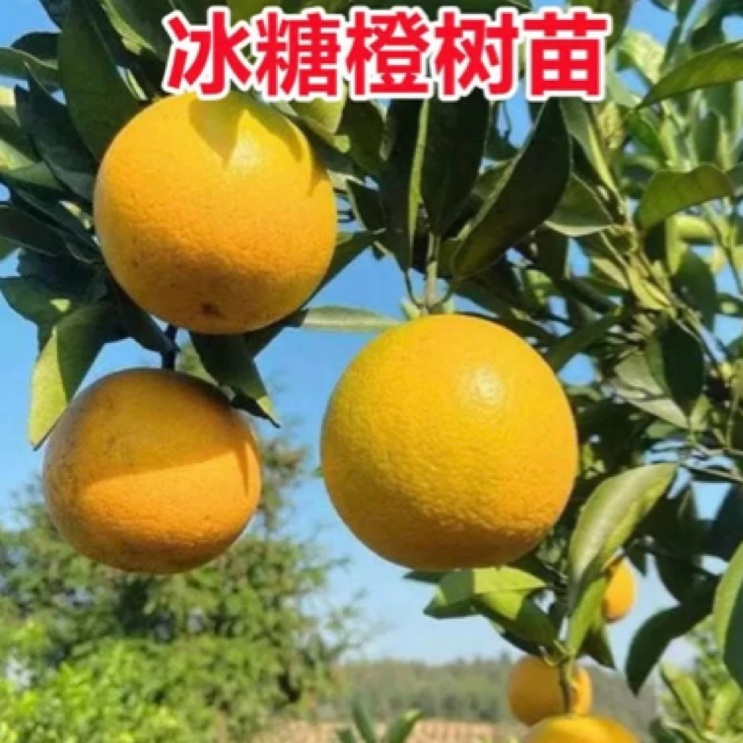 冰糖橙苗 橙子苗 纯甜无酸柑橘苗不落叶易栽种