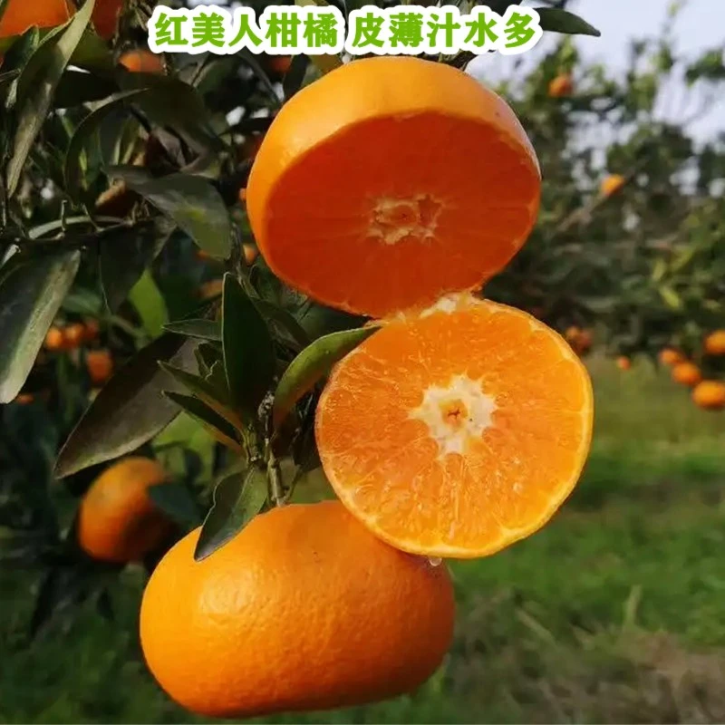 红美人柑橘苗 爱媛28号爱媛38果冻橙 皮薄嫁接盆栽南方庭院栽种
