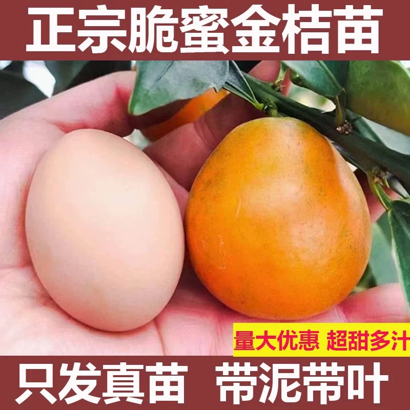 脆蜜金柑苗 融安金桔苗 柑橘苗个大纯甜无酸 品种对版