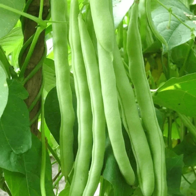 早熟四季豆种子四季爬藤播种春季架豆蔬菜种子芸豆无筋扁豆