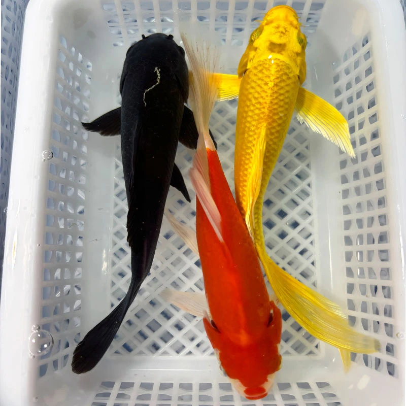 10号链接16-18厘米《红黄黑》养殖锦鲤练手草金冷水淡水包邮包损