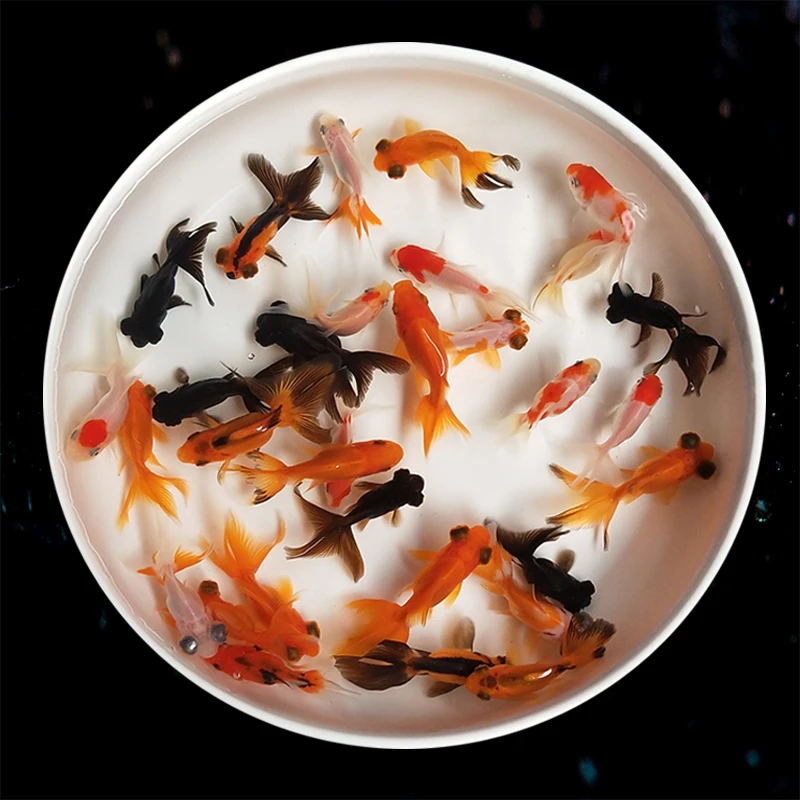 【福利 】包邮 包活包损 渔场直邮 观赏鱼冷水鱼国粹金鱼红国狮鸿运
