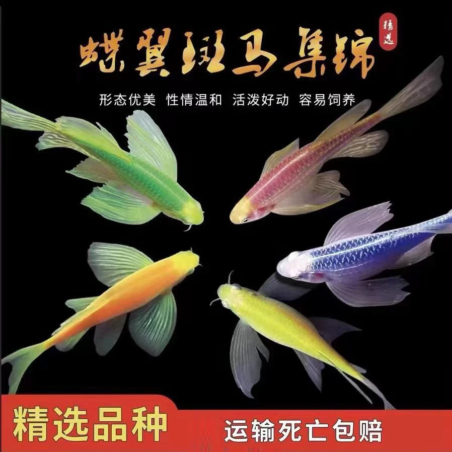 蝶翼斑马鱼翡翠长尾热带观赏鱼糖果色淡水好养十条到家死几陪几条