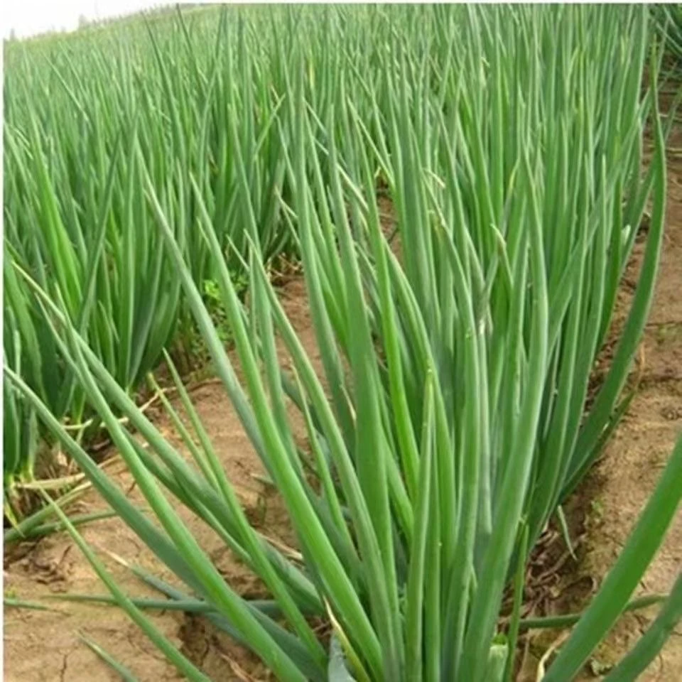 新鲜现挖小香葱三斤