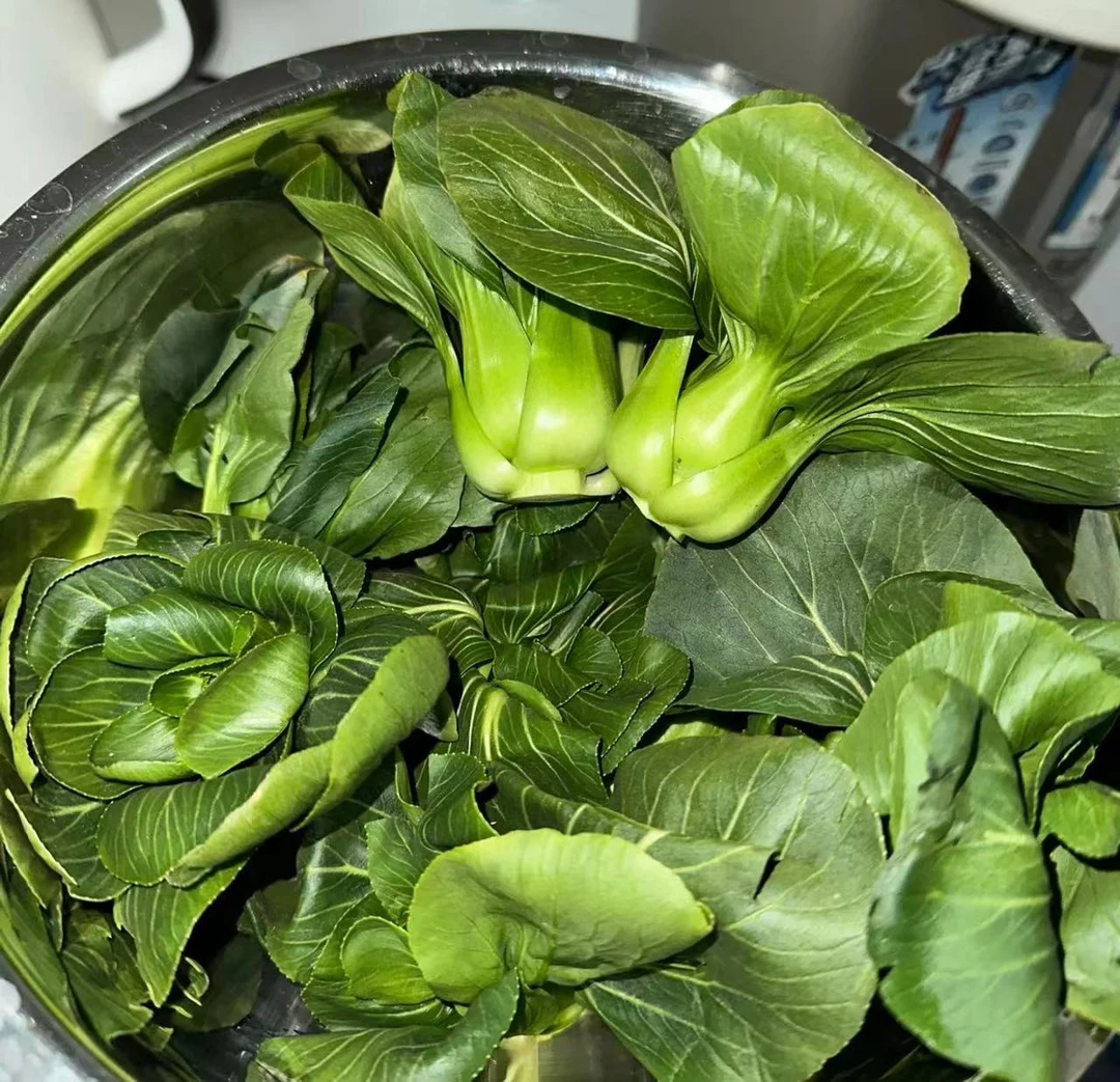 【上海本地矮脚小青菜】本地当季矮脚小青菜3斤/5斤装新鲜小青菜