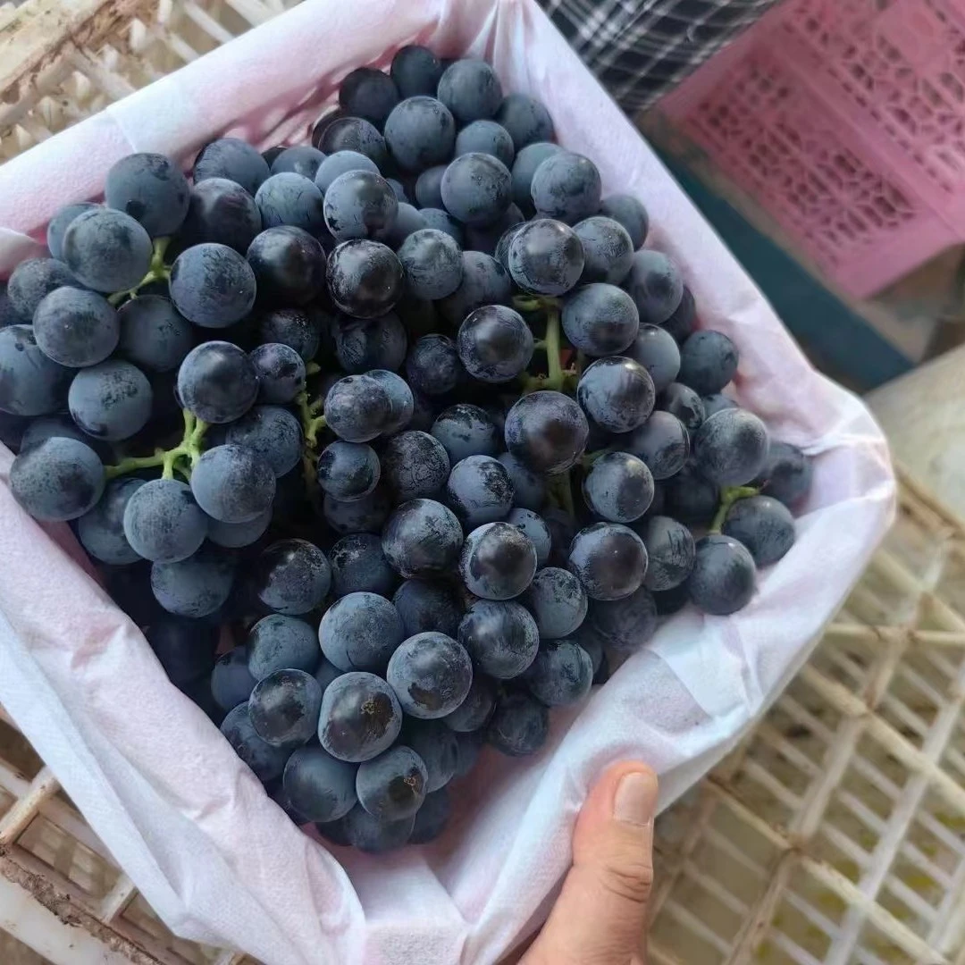 新疆蓝酶葡萄 嫩甜的果肉和满满的汁水