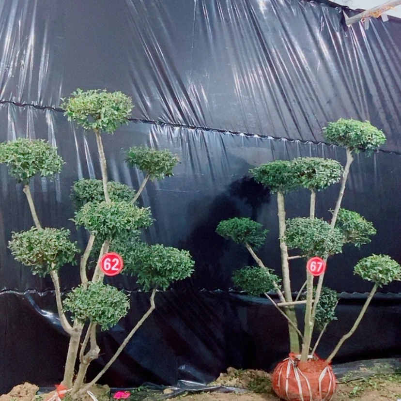 【闪购商品】四川地精造型独特风格