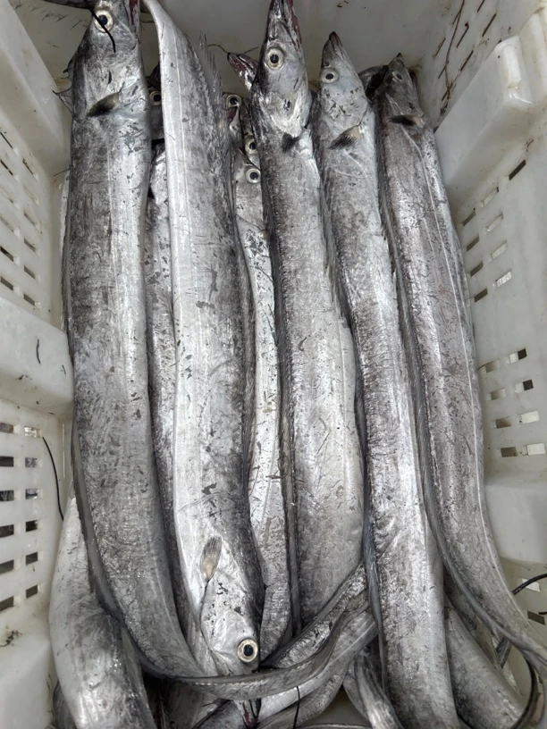 山东日照海捕拖网油带鱼，5斤7-8条，顺丰包邮