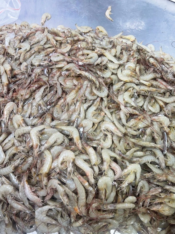 山东日照海捕羊毛虾，5斤，顺丰包邮