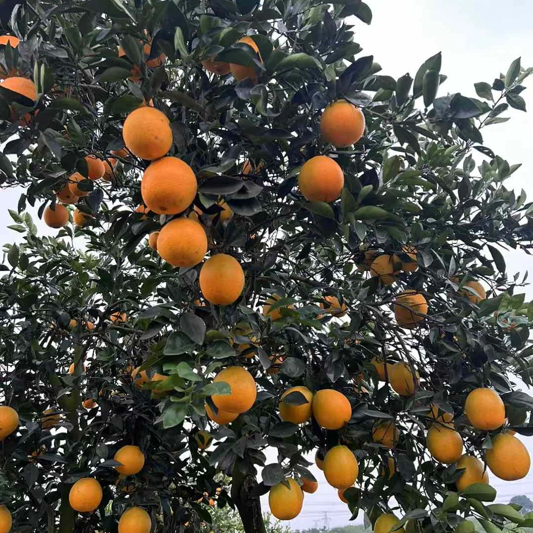 山峡橙子  应季水果  新鲜采摘   现摘现发