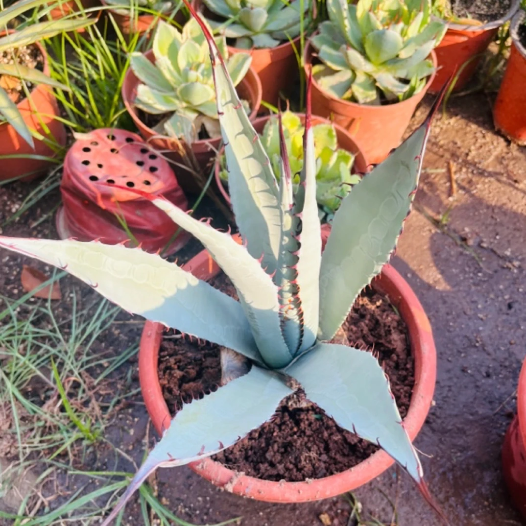 屈原之舞龙舌兰多肉包邮高度30cm左右沙漠绿植造景阳台办公桌