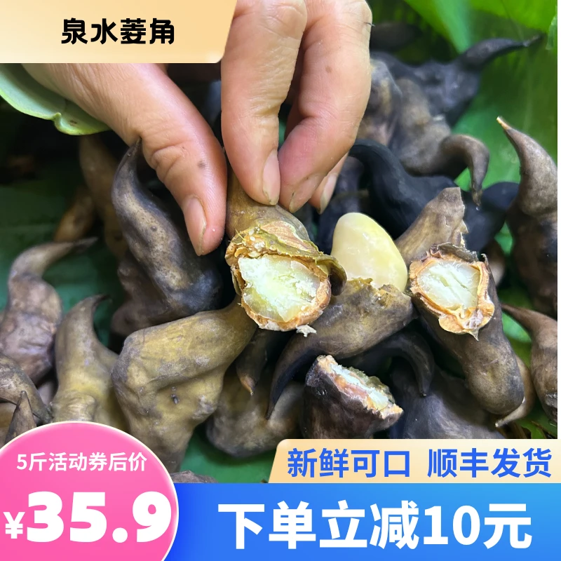 【顺丰发货】新鲜泉水灌溉菱角现摘现发5斤装粉糯清甜
