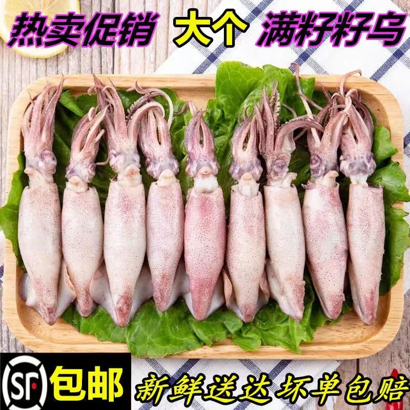 满籽大小海兔笔管鱼乌贼八爪鱼海兔海鲜鲜活冷冻