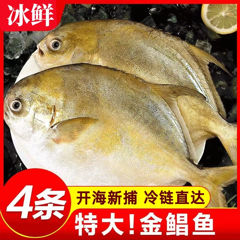 特大号4条金鲳鱼深海金鲳鱼平鱼鲜活速冻肉多刺少冷冻水产