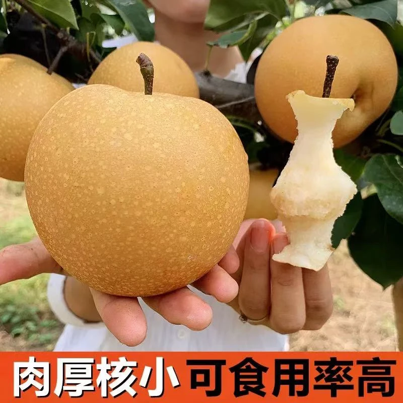 红盒佳农秋月梨~6个果净3.4斤左右