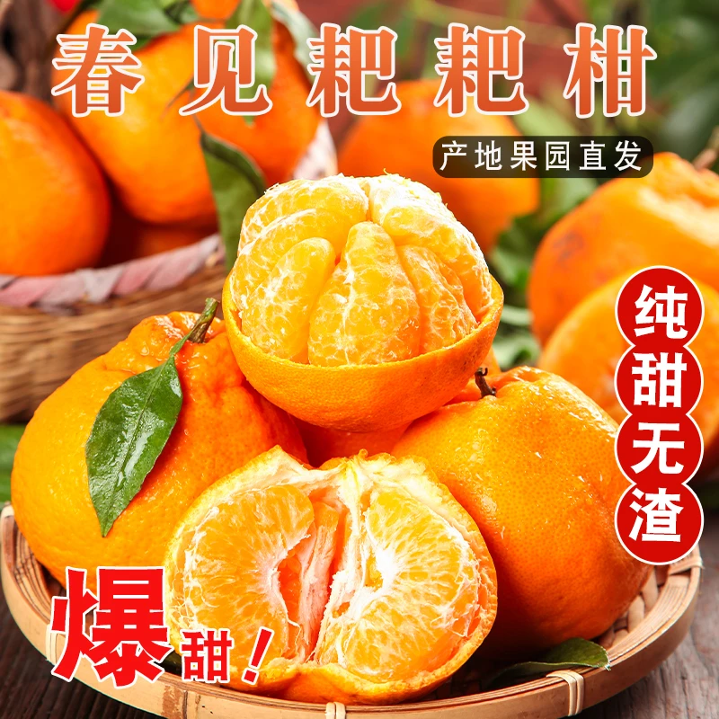 【果园直发】正宗四川春见耙耙柑新鲜采摘爆甜多汁清甜爽口8斤YR