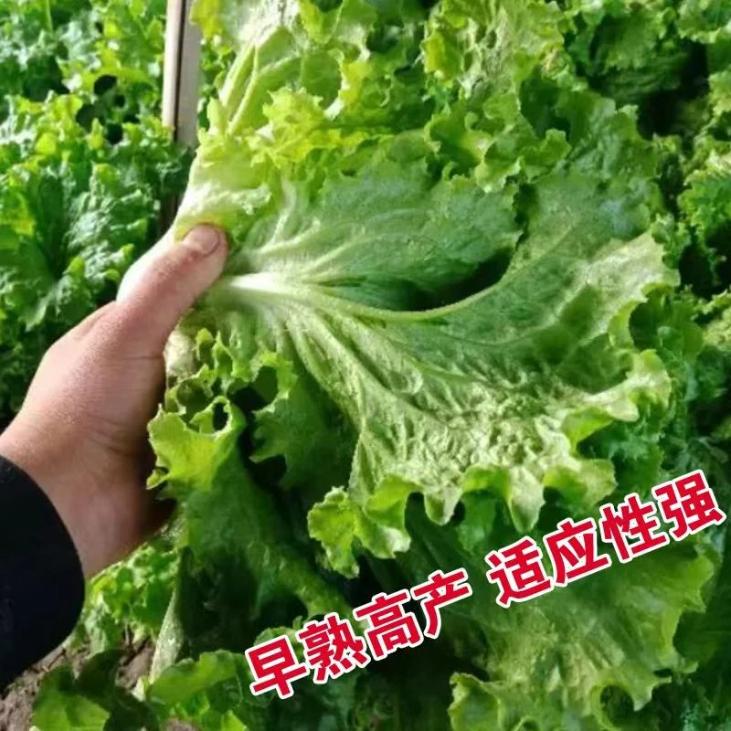 【全店满5包包邮】意大利生菜种子奶生菜种籽四季高产抗病脆嫩无纤