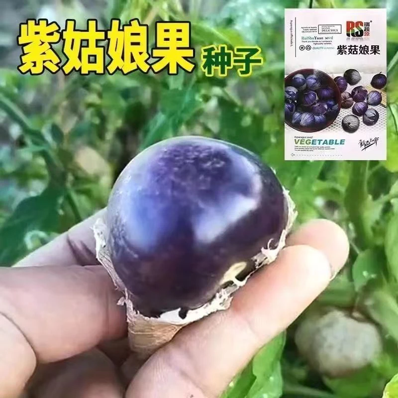 【全店满5包包邮】东北大紫姑娘籽大鼻子姑娘种子紫姑娘果水果大紫