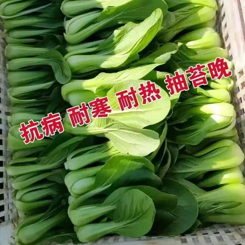 【全店满5包包邮】五月慢青菜种子家庭阳台种植菜园种籽高出芽率青