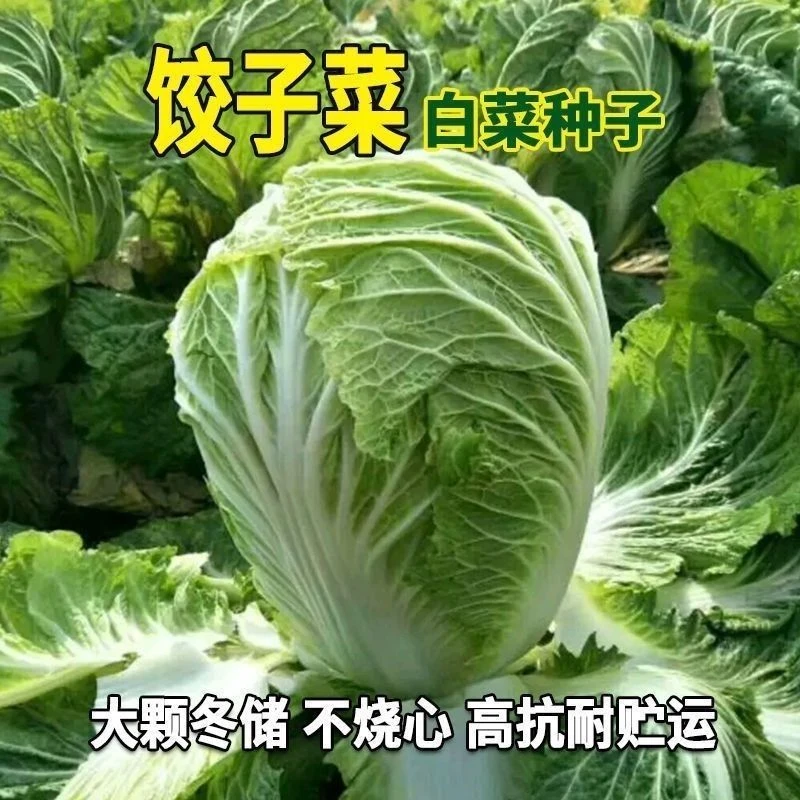 【全店满5包包邮】真好吃饺子菜种子饺子菜火锅菜蔬菜种籽四季高产