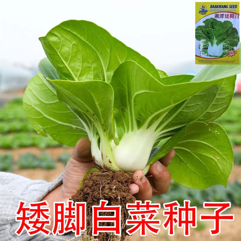 【全店满5包包邮】矮脚黄奶白菜种子奶油小青菜秋冬季油菜孑四季