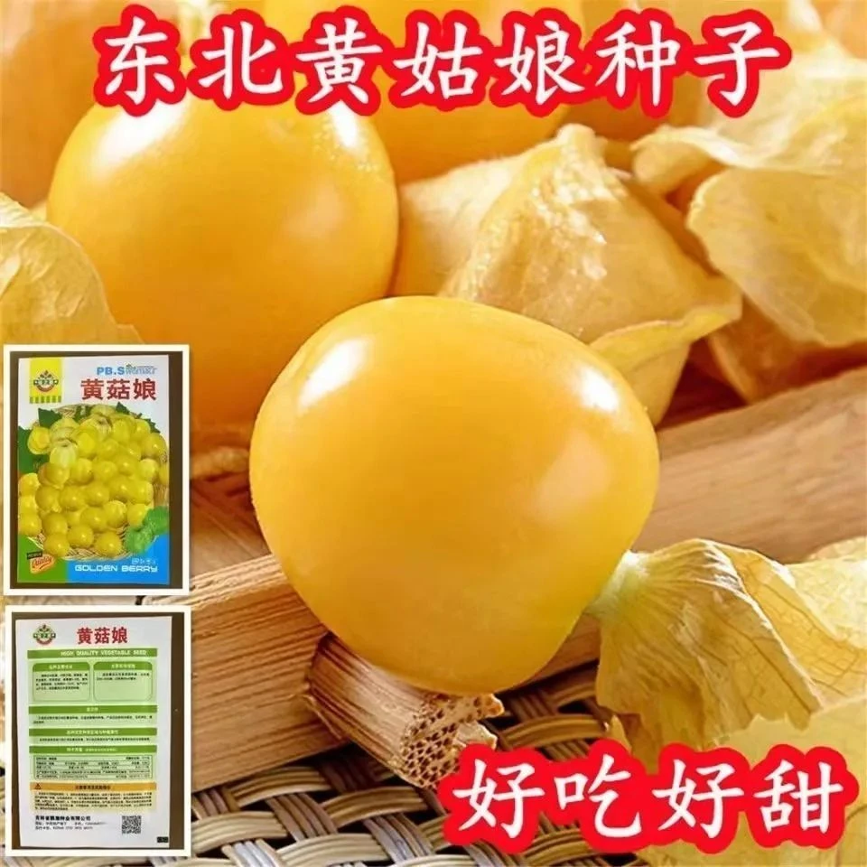 【全店满5包包邮】姑娘果种子粒粒甜黄姑娘果种子一年四季种阳台盆