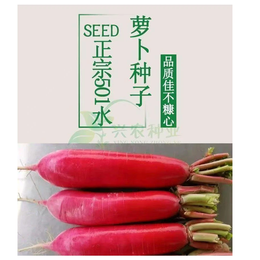【全店满5包包邮】甜脆水萝卜种子春秋四季种农家庭院蔬菜种孑红皮