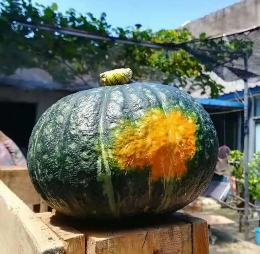 东北农家谢花面窝瓜包邮