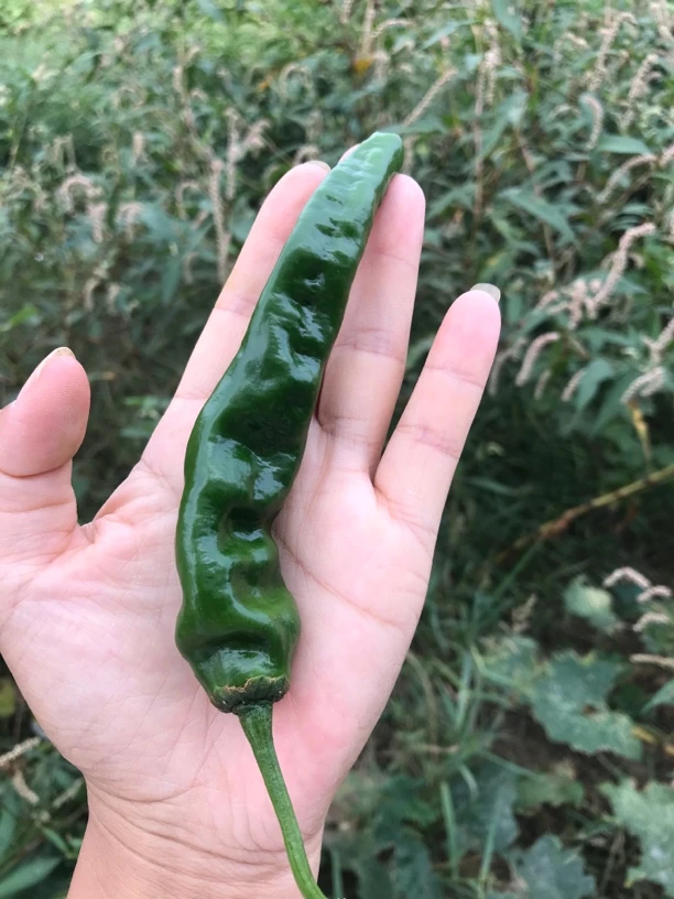 特辣小皱皮精品大果
