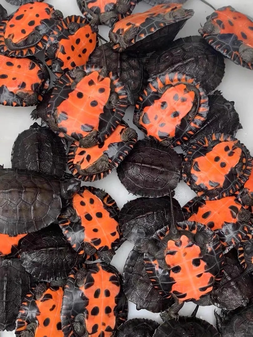 2024纯种黑颈乌龟幼苗黑颈龟小苗宠物龟