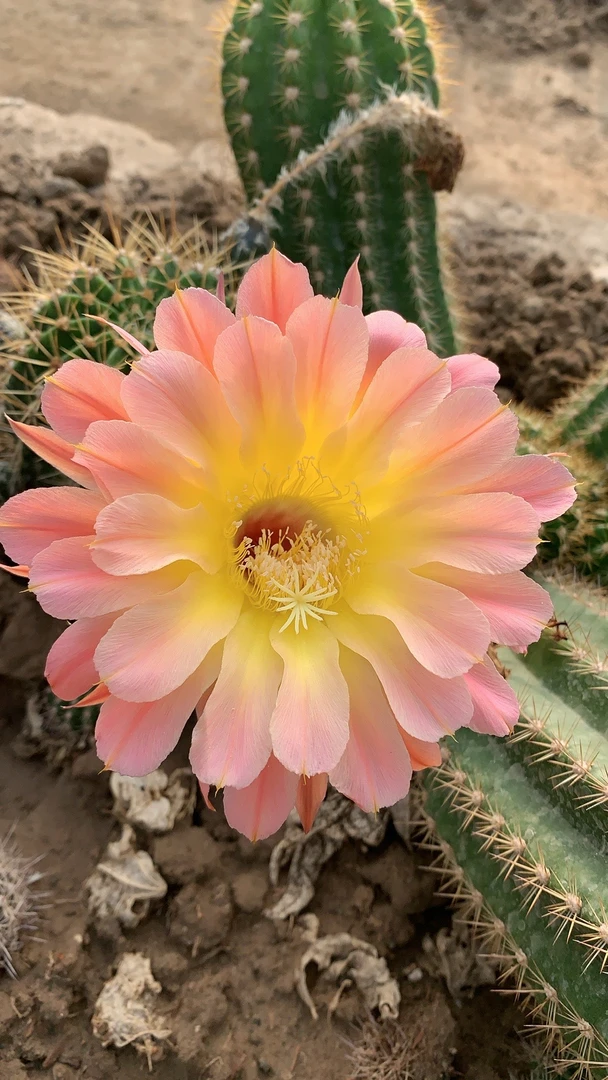 仙人球盆栽  新品彩草玲珑