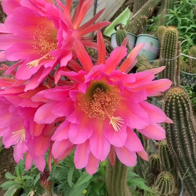 毛花柱飞龙(满30包邮)