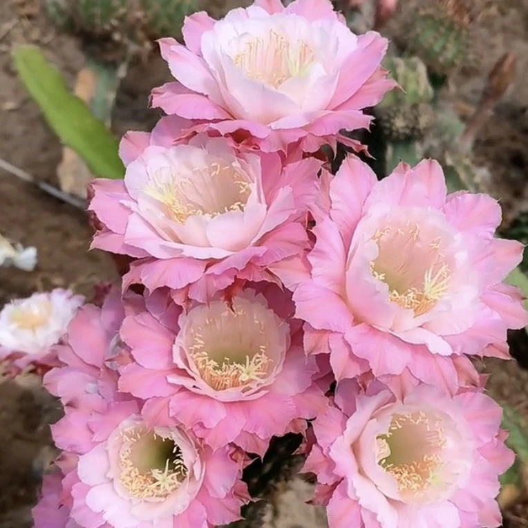 黄金钮奈何之花带根球（满30包邮）