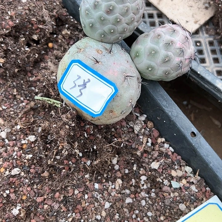 浅*雨习志野双头3号