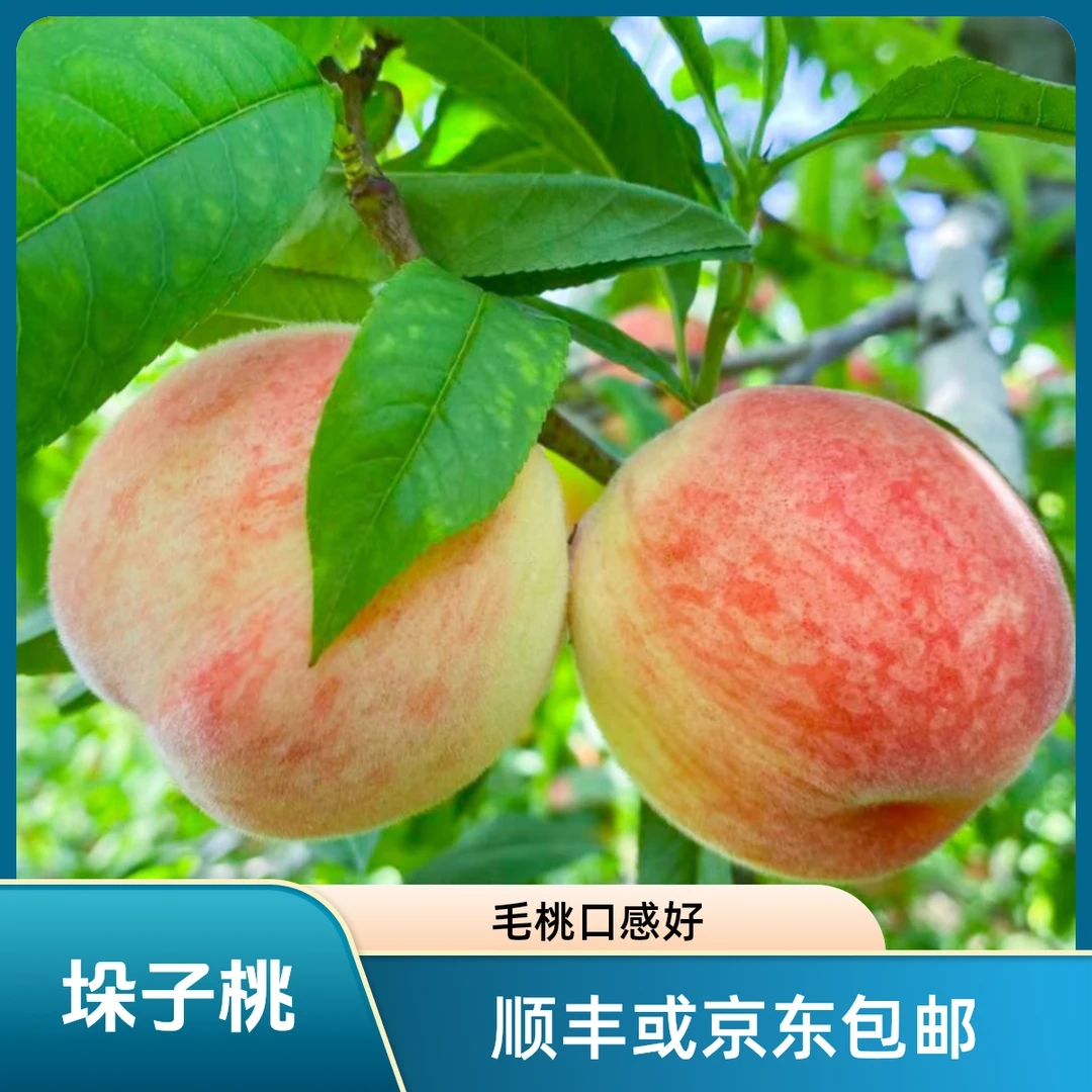 天津本地垛子桃4斤 现在发货京东或顺丰包邮