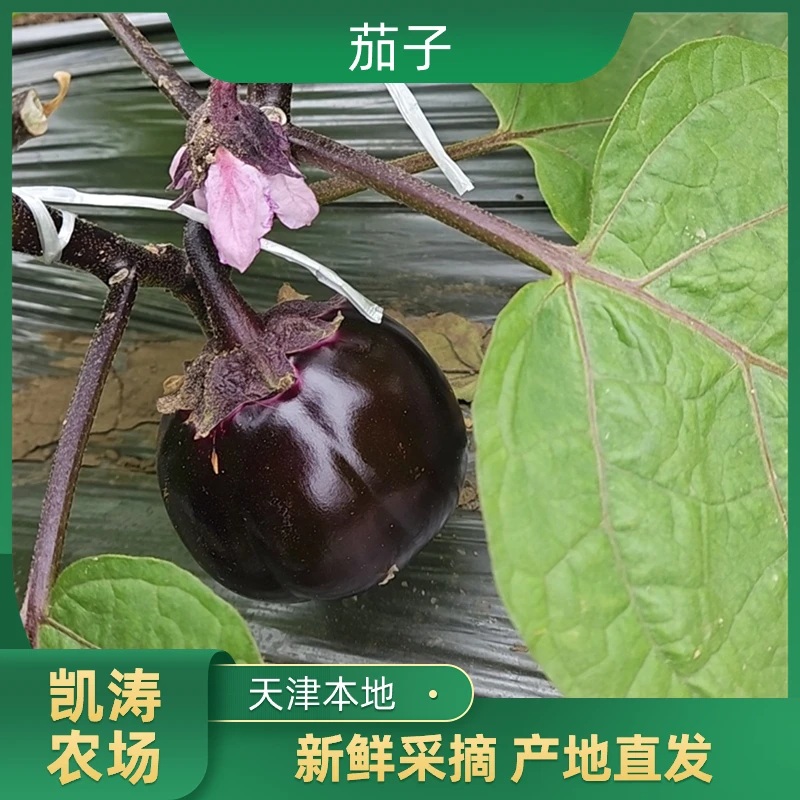 天津本地圆茄子  新鲜蔬菜现摘现发京东顺丰包邮