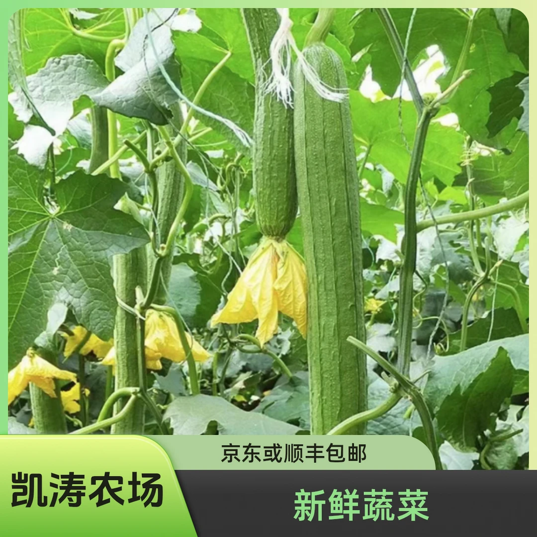 新鲜采摘 丝瓜2斤 苦瓜2斤京东或顺丰包邮