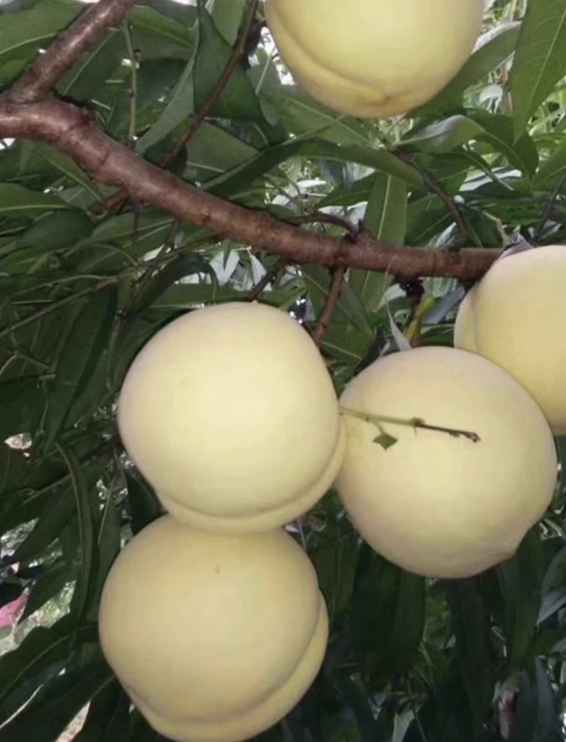 天津本地冬白桃当季鲜果现摘现发 京东顺丰包邮