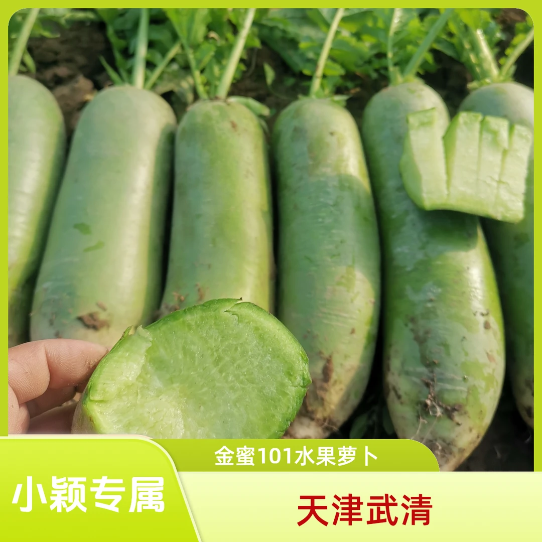 【小颖专属】金蜜101水果萝卜3/5/8斤脆甜京东或顺丰包邮天津武清