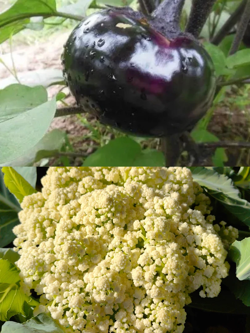 天津本地2个茄子+1个菜花3.5-4斤 现摘发货京东顺丰包邮