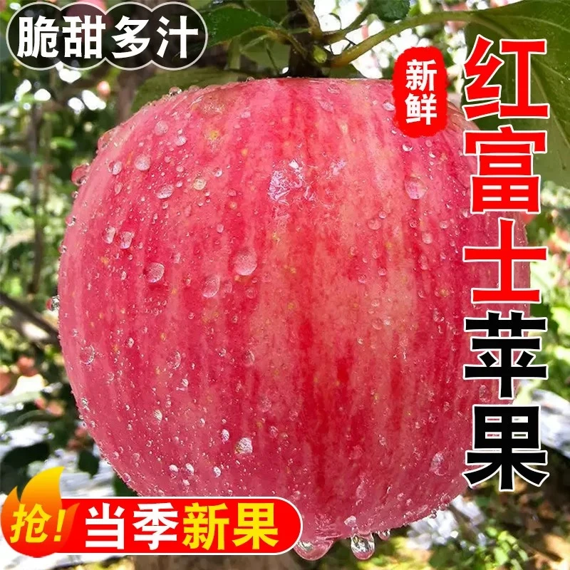FL【买5斤送5斤】红富士苹果带箱9-10斤精选果 脆甜多汁 现摘现发