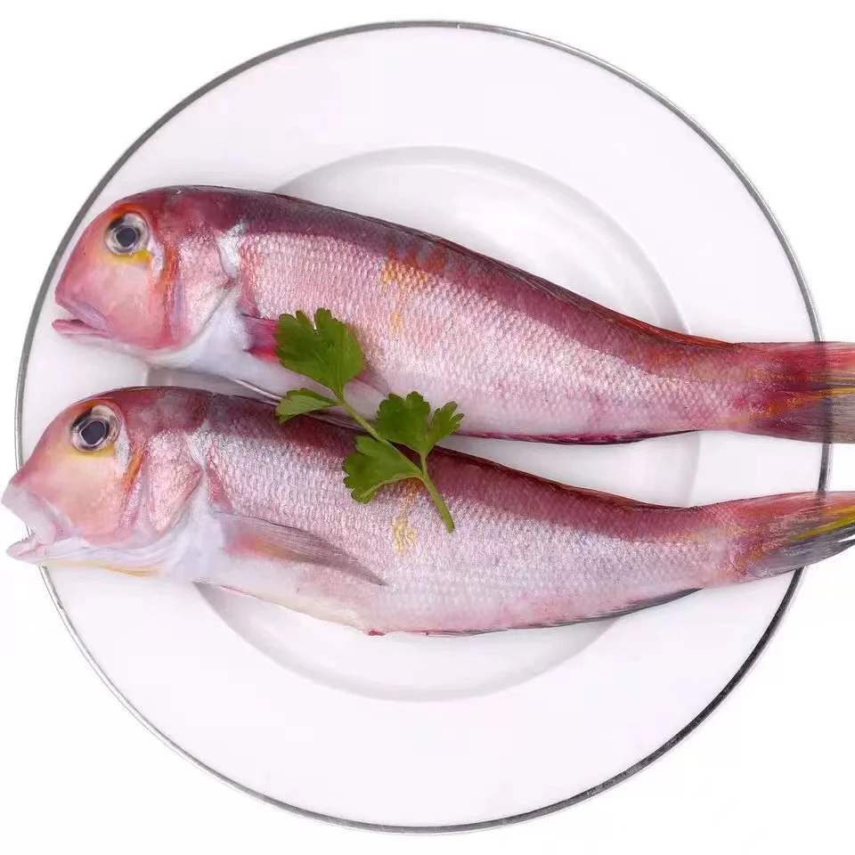 汕尾本港红马头鱼 金丝马头鱼 帮杀好有20%内脏损耗